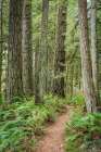 USA, Washington State, Bremerton. Forest trail in Rhododendron Preserve. Art Print